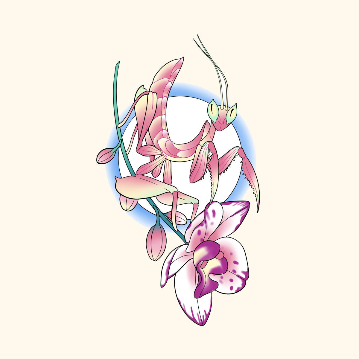 Mantis Orquídea